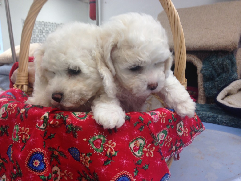 k9 puppies for sale 2 bichon frise puppies for sale at k9 klips k9 puppies for sale 2 bichon frise puppies for sale at k9 klips