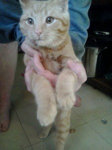 found orange cat-burg