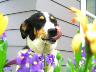 dog in garden