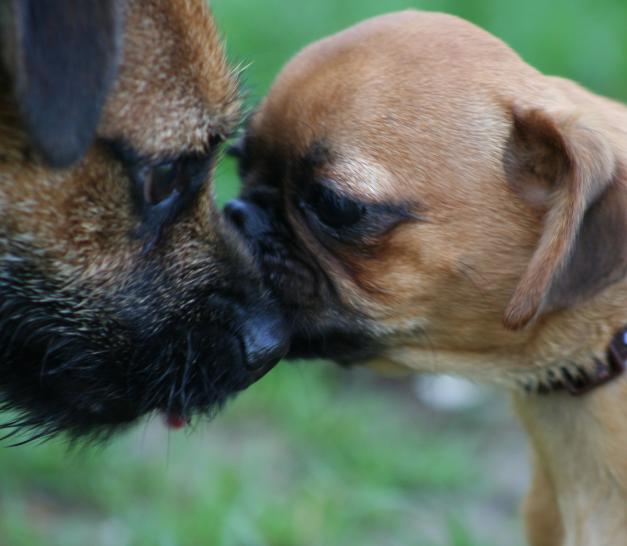 dog kiss