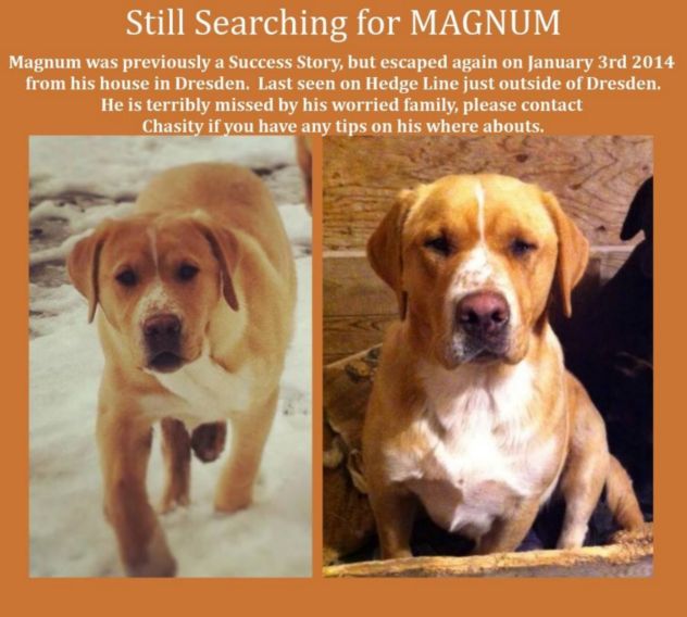 magnum