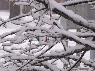 Snow covered branches II