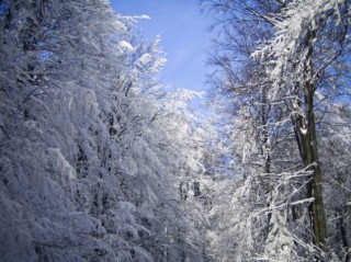 snow on trees