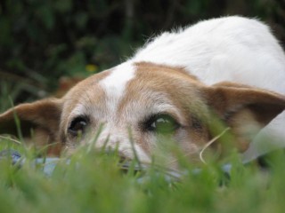 dog in grass
