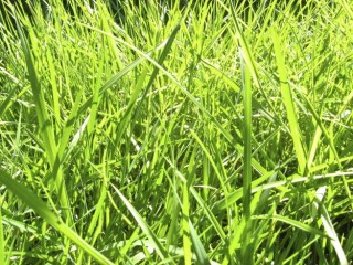 grass