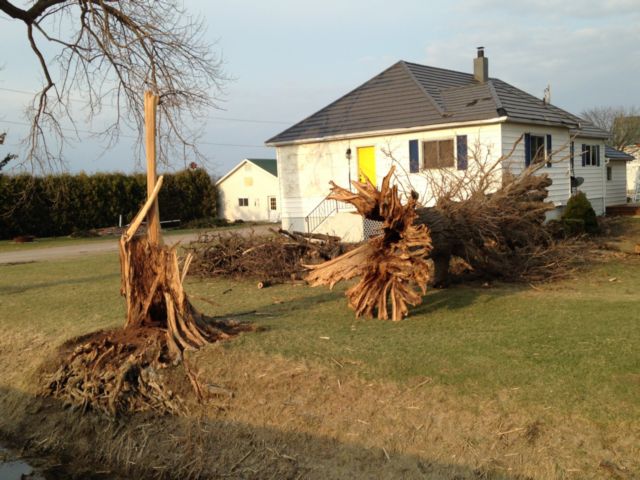 Tree uprooted on Richardson Line near Langstaff Line outside Wallaceburg.