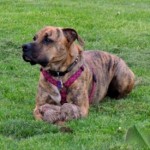 pet_3642_1-275x275