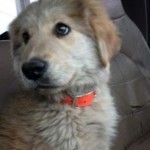 10487230_686529358069533_4249829505654130563_n