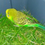 IMG_86543150546787