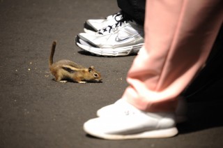chipmunk