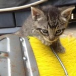 pet_2434_1-292x300
