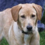 pet_2457_1-292x300