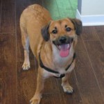 pet_2468_1-292x300