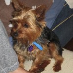 pet_3689_1