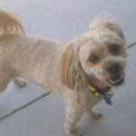 pet_3692_2
