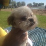 pet_3699_2