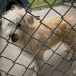 10389139_696332977089171_3037191495281086526_n