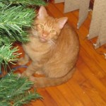 10455170_699653920090410_2841150618986815101_n