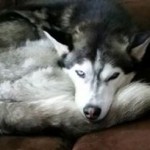 10471337_699634593425676_7960371433329164002_n