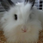 pet_2542_1-292x300