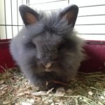 pet_2576_1-292x300