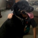 pet_4464_1-275x275