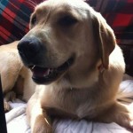 10425489_714462588609543_7903375763978817163_n