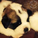 10433059_706896176032851_2881962554992164590_n