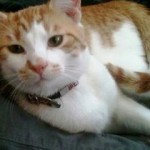 10527256_707352602653875_1624219606966689493_n