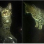 10559885_711123805610088_7638806696673054166_n