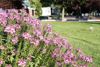 2012_ECDEV_DOWNTOWN WALLACEBURG-12