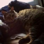 IMG_442204882755756_1