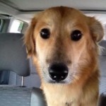 pet_2771_1-292x300