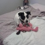 pet_4748_1-275x275