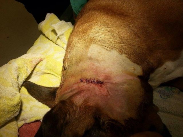 boxer attacked by Rotweiller 3
