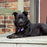 pet_1000_1-275x275