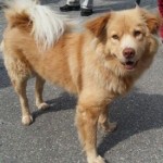pet_1196_1-275x275