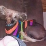 pet_1200_1-275x275