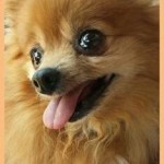 pet_1491_1-234x275