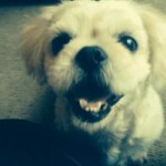 pet_1511_1-275x275