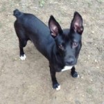pet_1537_1-275x275