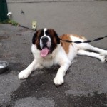 pet_2758_1-292x300