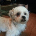 pet_2815_1-292x270