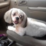 pet_2817_1-292x219