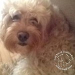 10458709_736340949755040_7343319087380539725_n