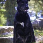 pet_1315_1-235x275