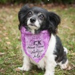 pet_1446_1-275x275