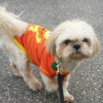 pet_1538_1-275x275