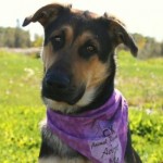 pet_1549_1-275x275