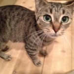 pet_2919_1-292x300